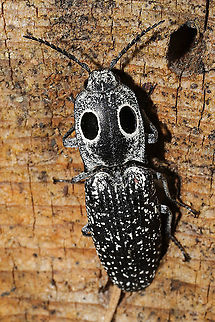 Eastern Eyed Click Beetle (Alaus oculatus) ♀ Seemed to be a female ovipositing on a rotting/fallen pine tree. At a disturbed mixed forest edge.
 Alaus oculatus,Eastern Eyed Click Beetle,Geotagged,Spring,United States