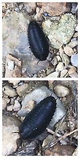 American Carrion Beetle Larva (Necrophila Americana) Tentative ID, but looks like the most likely candidate! Thanks to Pudding4brains for the help!
Jason took a cellphone video of this strange creature at our mixed forest edge. It was rather large! Screen captures above. 
Video below:
https://vimeo.com/553925434
 American Carrion Beetle,Geotagged,Necrophila americana,United States