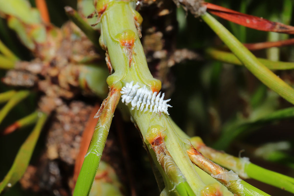 Mealybug Destroyer (Subfamily Scymninae) Beetle larva on a Virginia pine sapling.<br />
<figure class="photo"><a href="https://www.jungledragon.com/image/115496/mealybug_destroyer_subfamily_scymninae.html" title="Mealybug Destroyer (Subfamily Scymninae)"><img src="https://s3.amazonaws.com/media.jungledragon.com/images/3231/115496_thumb.jpg?AWSAccessKeyId=05GMT0V3GWVNE7GGM1R2&Expires=1759968010&Signature=EI79hHiP%2Br4pbjZh%2FFTMOAPjq6k%3D" width="200" height="134" alt="Mealybug Destroyer (Subfamily Scymninae) Beetle larva on a Virginia pine sapling.<br />
https://www.jungledragon.com/image/115496/mealybug_destroyer_subfamily_scymninae.html Geotagged,Spring,United States" /></a></figure> Geotagged,Spring,United States