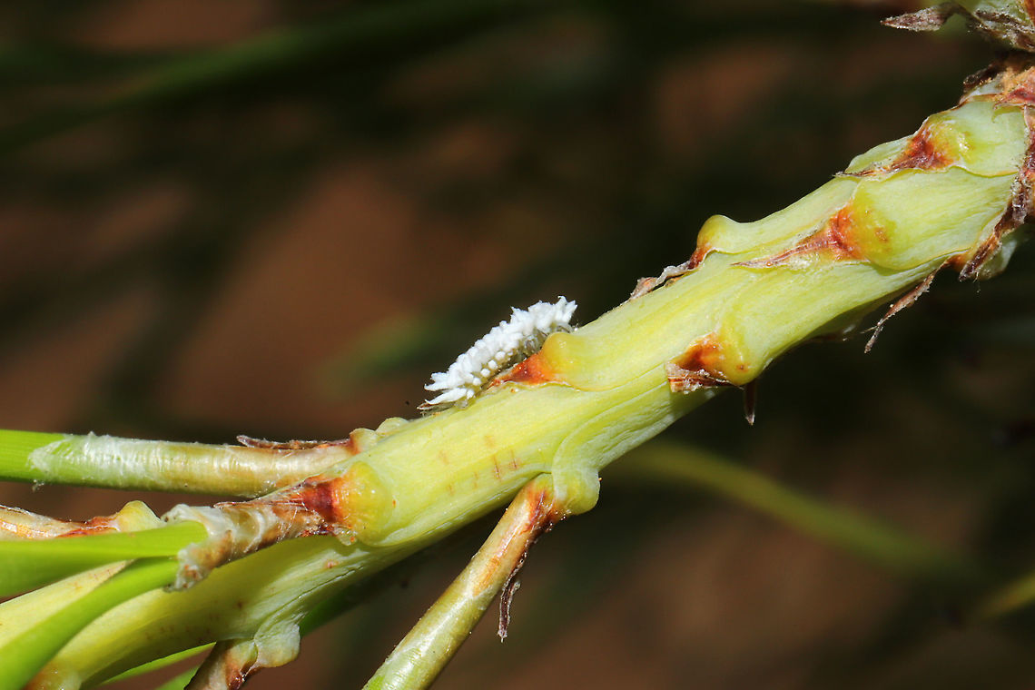 Mealybug Destroyer (Subfamily Scymninae) Beetle larva on a Virginia pine sapling.<br />
<figure class="photo"><a href="https://www.jungledragon.com/image/115496/mealybug_destroyer_subfamily_scymninae.html" title="Mealybug Destroyer (Subfamily Scymninae)"><img src="https://s3.amazonaws.com/media.jungledragon.com/images/3231/115496_thumb.jpg?AWSAccessKeyId=05GMT0V3GWVNE7GGM1R2&Expires=1759968010&Signature=EI79hHiP%2Br4pbjZh%2FFTMOAPjq6k%3D" width="200" height="134" alt="Mealybug Destroyer (Subfamily Scymninae) Beetle larva on a Virginia pine sapling.<br />
https://www.jungledragon.com/image/115496/mealybug_destroyer_subfamily_scymninae.html Geotagged,Spring,United States" /></a></figure> Geotagged,Spring,United States