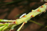 Mealybug Destroyer (Subfamily Scymninae) Beetle larva on a Virginia pine sapling.<br />
https://www.jungledragon.com/image/115496/mealybug_destroyer_subfamily_scymninae.html Geotagged,Spring,United States