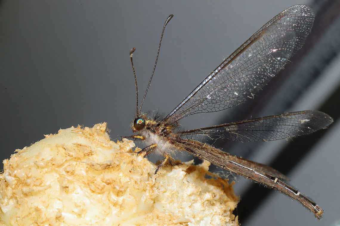 Ascaloptynx appendiculata ID Tentative.<br />
I had a wonderful visitor at the porchlights this morning. It perched on the dogs&#039; Nylabone (starting to think this isn&#039;t coincidence that insects like it). At a disturbed forest edge.<br />
<br />
<figure class="photo"><a href="https://www.jungledragon.com/image/115526/ascaloptynx_appendiculata.html" title="Ascaloptynx appendiculata"><img src="https://s3.amazonaws.com/media.jungledragon.com/images/3231/115526_thumb.jpg?AWSAccessKeyId=05GMT0V3GWVNE7GGM1R2&Expires=1759968010&Signature=PxecfKwHfLswt9YG2u20kGtnP2Y%3D" width="102" height="152" alt="Ascaloptynx appendiculata ID Tentative.<br />
I had a wonderful visitor at the porchlights this morning. It perched on the dogs&#039; Nylabone (starting to think this isn&#039;t coincidence that insects like it). At a disturbed forest edge.<br />
<br />
https://www.jungledragon.com/image/115525/ascaloptynx_appendiculata.html<br />
https://www.jungledragon.com/image/115527/ascaloptynx_appendiculata.html<br />
https://www.jungledragon.com/image/115528/ascaloptynx_appendiculata.html<br />
https://www.jungledragon.com/image/115529/ascaloptynx_appendiculata.html Ascaloptynx appendiculata,Geotagged,Spring,United States" /></a></figure><br />
<figure class="photo"><a href="https://www.jungledragon.com/image/115527/ascaloptynx_appendiculata.html" title="Ascaloptynx appendiculata"><img src="https://s3.amazonaws.com/media.jungledragon.com/images/3231/115527_thumb.jpg?AWSAccessKeyId=05GMT0V3GWVNE7GGM1R2&Expires=1759968010&Signature=7%2FMEREvpvwWSGnKXk3VtaaGHG6U%3D" width="102" height="152" alt="Ascaloptynx appendiculata ID Tentative.<br />
I had a wonderful visitor at the porchlights this morning. It perched on the dogs&#039; Nylabone (starting to think this isn&#039;t coincidence that insects like it). At a disturbed forest edge.<br />
<br />
https://www.jungledragon.com/image/115525/ascaloptynx_appendiculata.html<br />
https://www.jungledragon.com/image/115526/ascaloptynx_appendiculata.html<br />
https://www.jungledragon.com/image/115528/ascaloptynx_appendiculata.html<br />
https://www.jungledragon.com/image/115529/ascaloptynx_appendiculata.html Ascaloptynx appendiculata,Geotagged,Spring,United States" /></a></figure><br />
<figure class="photo"><a href="https://www.jungledragon.com/image/115528/ascaloptynx_appendiculata.html" title="Ascaloptynx appendiculata"><img src="https://s3.amazonaws.com/media.jungledragon.com/images/3231/115528_thumb.jpg?AWSAccessKeyId=05GMT0V3GWVNE7GGM1R2&Expires=1759968010&Signature=nOOopXI2AAc40fC1nctzqx7QAEk%3D" width="102" height="152" alt="Ascaloptynx appendiculata ID Tentative.<br />
I had a wonderful visitor at the porchlights this morning. It perched on the dogs&#039; Nylabone (starting to think this isn&#039;t coincidence that insects like it). At a disturbed forest edge.<br />
<br />
https://www.jungledragon.com/image/115525/ascaloptynx_appendiculata.html<br />
https://www.jungledragon.com/image/115527/ascaloptynx_appendiculata.html<br />
https://www.jungledragon.com/image/115526/ascaloptynx_appendiculata.html<br />
https://www.jungledragon.com/image/115529/ascaloptynx_appendiculata.html Ascaloptynx appendiculata,Geotagged,Spring,United States" /></a></figure><br />
<figure class="photo"><a href="https://www.jungledragon.com/image/115529/ascaloptynx_appendiculata.html" title="Ascaloptynx appendiculata"><img src="https://s3.amazonaws.com/media.jungledragon.com/images/3231/115529_thumb.jpg?AWSAccessKeyId=05GMT0V3GWVNE7GGM1R2&Expires=1759968010&Signature=DF7YX687%2BQQFLlUqp%2Bgfvb0GDbM%3D" width="200" height="134" alt="Ascaloptynx appendiculata ID Tentative.<br />
I had a wonderful visitor at the porchlights this morning. It perched on the dogs&#039; Nylabone (starting to think this isn&#039;t coincidence that insects like it). At a disturbed forest edge.<br />
<br />
https://www.jungledragon.com/image/115525/ascaloptynx_appendiculata.html<br />
https://www.jungledragon.com/image/115527/ascaloptynx_appendiculata.html<br />
https://www.jungledragon.com/image/115528/ascaloptynx_appendiculata.html<br />
https://www.jungledragon.com/image/115526/ascaloptynx_appendiculata.html Ascaloptynx appendiculata,Geotagged,Spring,United States" /></a></figure> Ascaloptynx appendiculata,Geotagged,Spring,United States