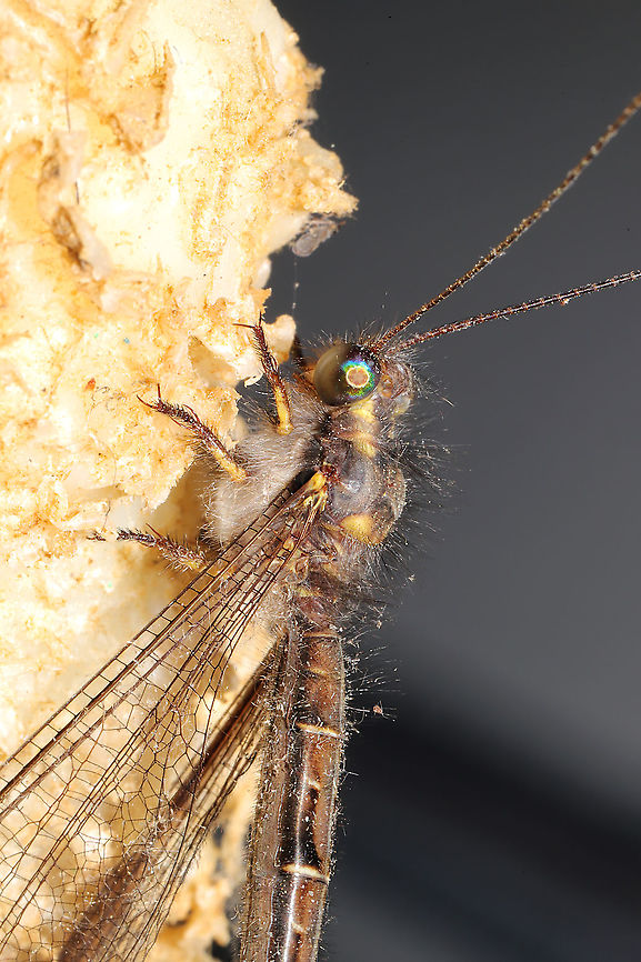 Ascaloptynx appendiculata ID Tentative.<br />
I had a wonderful visitor at the porchlights this morning. It perched on the dogs&#039; Nylabone (starting to think this isn&#039;t coincidence that insects like it). At a disturbed forest edge.<br />
<br />
<figure class="photo"><a href="https://www.jungledragon.com/image/115525/ascaloptynx_appendiculata.html" title="Ascaloptynx appendiculata"><img src="https://s3.amazonaws.com/media.jungledragon.com/images/3231/115525_thumb.jpg?AWSAccessKeyId=05GMT0V3GWVNE7GGM1R2&Expires=1759968010&Signature=hr5KvoJwo8w67DXH%2B4xJkdM3%2BE0%3D" width="200" height="134" alt="Ascaloptynx appendiculata ID Tentative.<br />
I had a wonderful visitor at the porchlights this morning. It perched on the dogs&#039; Nylabone (starting to think this isn&#039;t coincidence that insects like it). At a disturbed forest edge.<br />
<br />
https://www.jungledragon.com/image/115526/ascaloptynx_appendiculata.html<br />
https://www.jungledragon.com/image/115527/ascaloptynx_appendiculata.html<br />
https://www.jungledragon.com/image/115528/ascaloptynx_appendiculata.html<br />
https://www.jungledragon.com/image/115529/ascaloptynx_appendiculata.html Ascaloptynx appendiculata,Geotagged,Spring,United States" /></a></figure><br />
<figure class="photo"><a href="https://www.jungledragon.com/image/115527/ascaloptynx_appendiculata.html" title="Ascaloptynx appendiculata"><img src="https://s3.amazonaws.com/media.jungledragon.com/images/3231/115527_thumb.jpg?AWSAccessKeyId=05GMT0V3GWVNE7GGM1R2&Expires=1759968010&Signature=7%2FMEREvpvwWSGnKXk3VtaaGHG6U%3D" width="102" height="152" alt="Ascaloptynx appendiculata ID Tentative.<br />
I had a wonderful visitor at the porchlights this morning. It perched on the dogs&#039; Nylabone (starting to think this isn&#039;t coincidence that insects like it). At a disturbed forest edge.<br />
<br />
https://www.jungledragon.com/image/115525/ascaloptynx_appendiculata.html<br />
https://www.jungledragon.com/image/115526/ascaloptynx_appendiculata.html<br />
https://www.jungledragon.com/image/115528/ascaloptynx_appendiculata.html<br />
https://www.jungledragon.com/image/115529/ascaloptynx_appendiculata.html Ascaloptynx appendiculata,Geotagged,Spring,United States" /></a></figure><br />
<figure class="photo"><a href="https://www.jungledragon.com/image/115528/ascaloptynx_appendiculata.html" title="Ascaloptynx appendiculata"><img src="https://s3.amazonaws.com/media.jungledragon.com/images/3231/115528_thumb.jpg?AWSAccessKeyId=05GMT0V3GWVNE7GGM1R2&Expires=1759968010&Signature=nOOopXI2AAc40fC1nctzqx7QAEk%3D" width="102" height="152" alt="Ascaloptynx appendiculata ID Tentative.<br />
I had a wonderful visitor at the porchlights this morning. It perched on the dogs&#039; Nylabone (starting to think this isn&#039;t coincidence that insects like it). At a disturbed forest edge.<br />
<br />
https://www.jungledragon.com/image/115525/ascaloptynx_appendiculata.html<br />
https://www.jungledragon.com/image/115527/ascaloptynx_appendiculata.html<br />
https://www.jungledragon.com/image/115526/ascaloptynx_appendiculata.html<br />
https://www.jungledragon.com/image/115529/ascaloptynx_appendiculata.html Ascaloptynx appendiculata,Geotagged,Spring,United States" /></a></figure><br />
<figure class="photo"><a href="https://www.jungledragon.com/image/115529/ascaloptynx_appendiculata.html" title="Ascaloptynx appendiculata"><img src="https://s3.amazonaws.com/media.jungledragon.com/images/3231/115529_thumb.jpg?AWSAccessKeyId=05GMT0V3GWVNE7GGM1R2&Expires=1759968010&Signature=DF7YX687%2BQQFLlUqp%2Bgfvb0GDbM%3D" width="200" height="134" alt="Ascaloptynx appendiculata ID Tentative.<br />
I had a wonderful visitor at the porchlights this morning. It perched on the dogs&#039; Nylabone (starting to think this isn&#039;t coincidence that insects like it). At a disturbed forest edge.<br />
<br />
https://www.jungledragon.com/image/115525/ascaloptynx_appendiculata.html<br />
https://www.jungledragon.com/image/115527/ascaloptynx_appendiculata.html<br />
https://www.jungledragon.com/image/115528/ascaloptynx_appendiculata.html<br />
https://www.jungledragon.com/image/115526/ascaloptynx_appendiculata.html Ascaloptynx appendiculata,Geotagged,Spring,United States" /></a></figure> Ascaloptynx appendiculata,Geotagged,Spring,United States