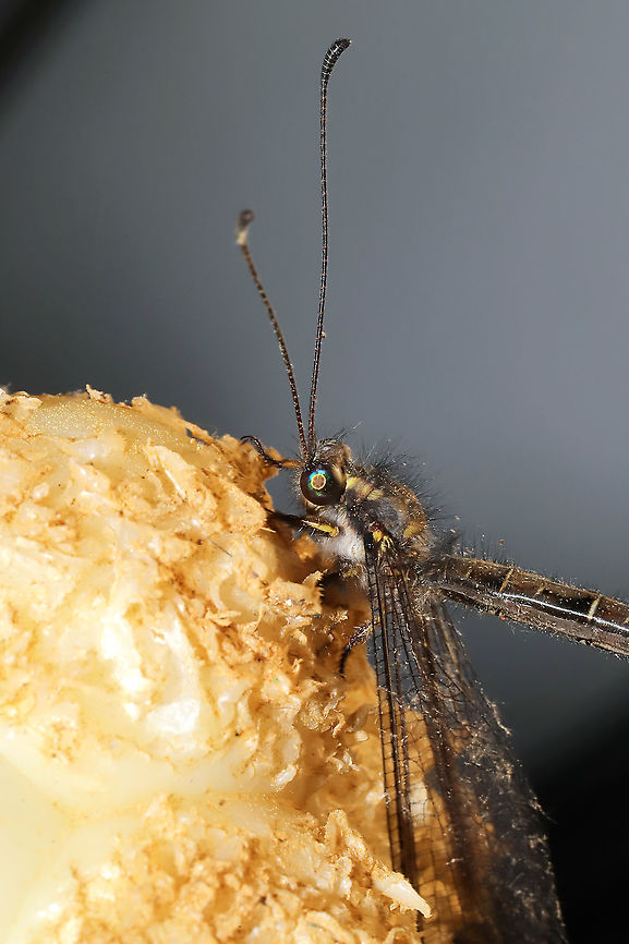 Ascaloptynx appendiculata ID Tentative.<br />
I had a wonderful visitor at the porchlights this morning. It perched on the dogs&#039; Nylabone (starting to think this isn&#039;t coincidence that insects like it). At a disturbed forest edge.<br />
<br />
<figure class="photo"><a href="https://www.jungledragon.com/image/115525/ascaloptynx_appendiculata.html" title="Ascaloptynx appendiculata"><img src="https://s3.amazonaws.com/media.jungledragon.com/images/3231/115525_thumb.jpg?AWSAccessKeyId=05GMT0V3GWVNE7GGM1R2&Expires=1759968010&Signature=hr5KvoJwo8w67DXH%2B4xJkdM3%2BE0%3D" width="200" height="134" alt="Ascaloptynx appendiculata ID Tentative.<br />
I had a wonderful visitor at the porchlights this morning. It perched on the dogs&#039; Nylabone (starting to think this isn&#039;t coincidence that insects like it). At a disturbed forest edge.<br />
<br />
https://www.jungledragon.com/image/115526/ascaloptynx_appendiculata.html<br />
https://www.jungledragon.com/image/115527/ascaloptynx_appendiculata.html<br />
https://www.jungledragon.com/image/115528/ascaloptynx_appendiculata.html<br />
https://www.jungledragon.com/image/115529/ascaloptynx_appendiculata.html Ascaloptynx appendiculata,Geotagged,Spring,United States" /></a></figure><br />
<figure class="photo"><a href="https://www.jungledragon.com/image/115526/ascaloptynx_appendiculata.html" title="Ascaloptynx appendiculata"><img src="https://s3.amazonaws.com/media.jungledragon.com/images/3231/115526_thumb.jpg?AWSAccessKeyId=05GMT0V3GWVNE7GGM1R2&Expires=1759968010&Signature=PxecfKwHfLswt9YG2u20kGtnP2Y%3D" width="102" height="152" alt="Ascaloptynx appendiculata ID Tentative.<br />
I had a wonderful visitor at the porchlights this morning. It perched on the dogs&#039; Nylabone (starting to think this isn&#039;t coincidence that insects like it). At a disturbed forest edge.<br />
<br />
https://www.jungledragon.com/image/115525/ascaloptynx_appendiculata.html<br />
https://www.jungledragon.com/image/115527/ascaloptynx_appendiculata.html<br />
https://www.jungledragon.com/image/115528/ascaloptynx_appendiculata.html<br />
https://www.jungledragon.com/image/115529/ascaloptynx_appendiculata.html Ascaloptynx appendiculata,Geotagged,Spring,United States" /></a></figure><br />
<figure class="photo"><a href="https://www.jungledragon.com/image/115528/ascaloptynx_appendiculata.html" title="Ascaloptynx appendiculata"><img src="https://s3.amazonaws.com/media.jungledragon.com/images/3231/115528_thumb.jpg?AWSAccessKeyId=05GMT0V3GWVNE7GGM1R2&Expires=1759968010&Signature=nOOopXI2AAc40fC1nctzqx7QAEk%3D" width="102" height="152" alt="Ascaloptynx appendiculata ID Tentative.<br />
I had a wonderful visitor at the porchlights this morning. It perched on the dogs&#039; Nylabone (starting to think this isn&#039;t coincidence that insects like it). At a disturbed forest edge.<br />
<br />
https://www.jungledragon.com/image/115525/ascaloptynx_appendiculata.html<br />
https://www.jungledragon.com/image/115527/ascaloptynx_appendiculata.html<br />
https://www.jungledragon.com/image/115526/ascaloptynx_appendiculata.html<br />
https://www.jungledragon.com/image/115529/ascaloptynx_appendiculata.html Ascaloptynx appendiculata,Geotagged,Spring,United States" /></a></figure><br />
<figure class="photo"><a href="https://www.jungledragon.com/image/115529/ascaloptynx_appendiculata.html" title="Ascaloptynx appendiculata"><img src="https://s3.amazonaws.com/media.jungledragon.com/images/3231/115529_thumb.jpg?AWSAccessKeyId=05GMT0V3GWVNE7GGM1R2&Expires=1759968010&Signature=DF7YX687%2BQQFLlUqp%2Bgfvb0GDbM%3D" width="200" height="134" alt="Ascaloptynx appendiculata ID Tentative.<br />
I had a wonderful visitor at the porchlights this morning. It perched on the dogs&#039; Nylabone (starting to think this isn&#039;t coincidence that insects like it). At a disturbed forest edge.<br />
<br />
https://www.jungledragon.com/image/115525/ascaloptynx_appendiculata.html<br />
https://www.jungledragon.com/image/115527/ascaloptynx_appendiculata.html<br />
https://www.jungledragon.com/image/115528/ascaloptynx_appendiculata.html<br />
https://www.jungledragon.com/image/115526/ascaloptynx_appendiculata.html Ascaloptynx appendiculata,Geotagged,Spring,United States" /></a></figure> Ascaloptynx appendiculata,Geotagged,Spring,United States