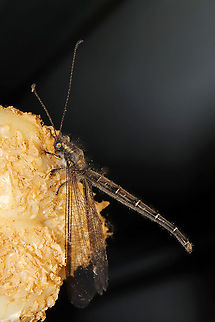 Ascaloptynx appendiculata ID Tentative.
I had a wonderful visitor at the porchlights this morning. It perched on the dogs' Nylabone (starting to think this isn't coincidence that insects like it). At a disturbed forest edge.

https://www.jungledragon.com/image/115525/ascaloptynx_appendiculata.html
https://www.jungledragon.com/image/115527/ascaloptynx_appendiculata.html
https://www.jungledragon.com/image/115526/ascaloptynx_appendiculata.html
https://www.jungledragon.com/image/115529/ascaloptynx_appendiculata.html Ascaloptynx appendiculata,Geotagged,Spring,United States