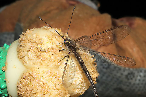 Ascaloptynx appendiculata