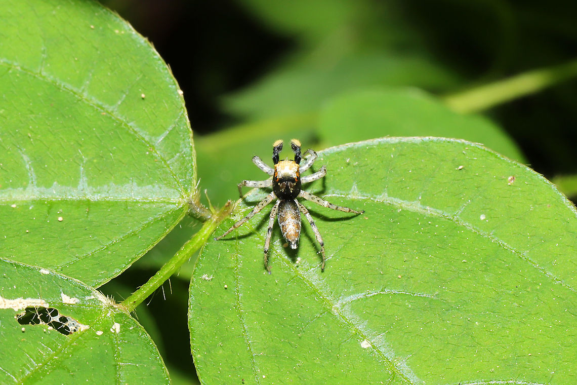 Dimorphic Jumping Spider (Maevia inclemens)? At the edge of a moist mixed forest valley<br />
<figure class="photo"><a href="https://www.jungledragon.com/image/115531/dimorphic_jumping_spider_maevia_inclemens.html" title="Dimorphic Jumping Spider (Maevia inclemens)?"><img src="https://s3.amazonaws.com/media.jungledragon.com/images/3231/115531_thumb.jpg?AWSAccessKeyId=05GMT0V3GWVNE7GGM1R2&Expires=1763596810&Signature=sRvD7718TWlqeGkuKrSEGCSk4Fo%3D" width="200" height="134" alt="Dimorphic Jumping Spider (Maevia inclemens)? At the edge of a moist mixed forest valley<br />
https://www.jungledragon.com/image/115530/dimorphic_jumping_spider_maevia_inclemens.html Geotagged,Maevia inclemens,Spring,United States" /></a></figure><br />
 Geotagged,Maevia inclemens,Spring,United States