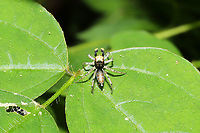 Dimorphic Jumping Spider (Maevia inclemens)? At the edge of a moist mixed forest valley<br />
https://www.jungledragon.com/image/115531/dimorphic_jumping_spider_maevia_inclemens.html<br />
 Geotagged,Maevia inclemens,Spring,United States