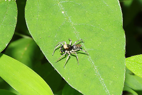 Dimorphic Jumping Spider (Maevia inclemens)? At the edge of a moist mixed forest valley
https://www.jungledragon.com/image/115530/dimorphic_jumping_spider_maevia_inclemens.html Geotagged,Maevia inclemens,Spring,United States
