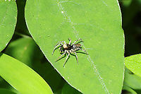 Dimorphic Jumping Spider (Maevia inclemens)? At the edge of a moist mixed forest valley<br />
https://www.jungledragon.com/image/115530/dimorphic_jumping_spider_maevia_inclemens.html Geotagged,Maevia inclemens,Spring,United States