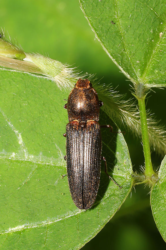Limonius auripilis At a moist mixed forest edge.<br />
 Geotagged,Limonius auripilis,Spring,United States