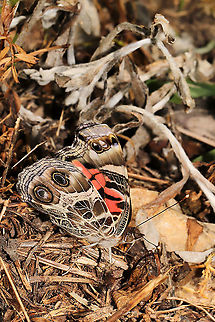 American Lady (Vanessa virginiensis) At a meadowy, mixed forest edge.
 American Painted Lady,Geotagged,Spring,United States,Vanessa virginiensis