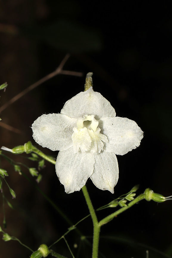 Dwarf Larkspur (Delphinium tricorne) White form of this flower. Growing on a woodland trail.<br />
 Delphinium tricorne,Geotagged,Spring,United States