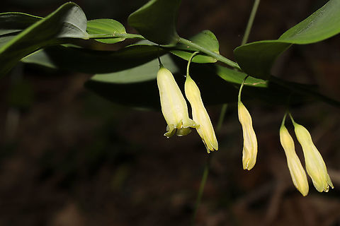Smooth Solomon's Seal (Polygonatum biflorum) At a mixed woodland edge.
https://www.jungledragon.com/image/115684/smooth_solomons_seal_polygonatum_biflorum.html Geotagged,Polygonatum biflorum,Smooth Solomon's seal,Spring,United States