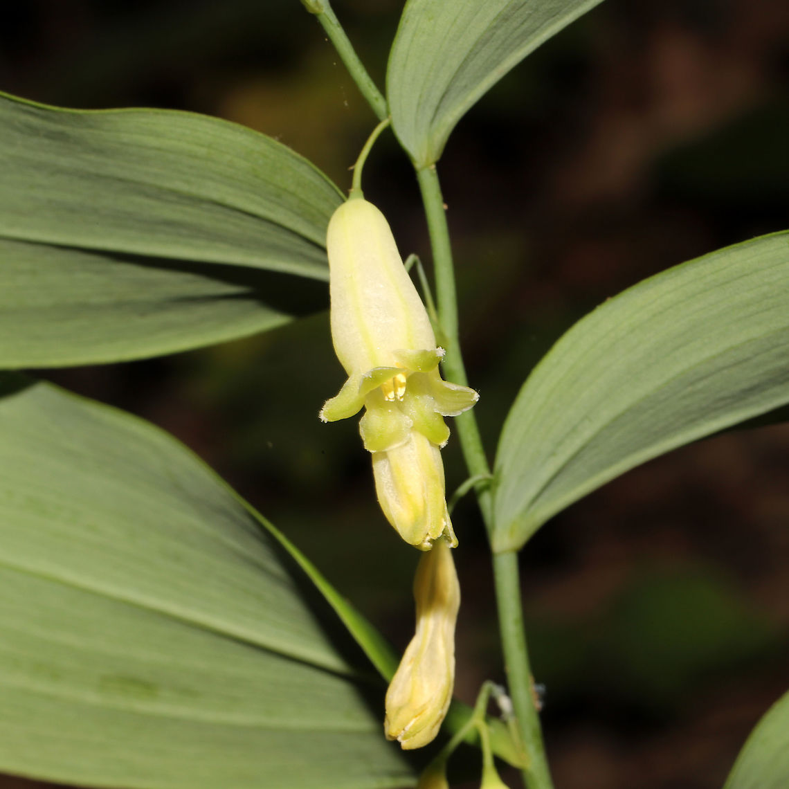 Smooth Solomon's Seal (Polygonatum biflorum) At a mixed woodland edge.<br />
<figure class="photo"><a href="https://www.jungledragon.com/image/115683/smooth_solomons_seal_polygonatum_biflorum.html" title="Smooth Solomon's Seal (Polygonatum biflorum)"><img src="https://s3.amazonaws.com/media.jungledragon.com/images/3231/115683_thumb.jpg?AWSAccessKeyId=05GMT0V3GWVNE7GGM1R2&Expires=1769040010&Signature=ii6pf4N%2BIuV7w3HA5CkzupvGgcE%3D" width="200" height="134" alt="Smooth Solomon's Seal (Polygonatum biflorum) At a mixed woodland edge.<br />
https://www.jungledragon.com/image/115684/smooth_solomons_seal_polygonatum_biflorum.html Geotagged,Polygonatum biflorum,Smooth Solomon's seal,Spring,United States" /></a></figure> Geotagged,Polygonatum biflorum,Smooth Solomon's seal,Spring,United States