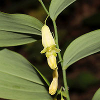 Smooth Solomon's Seal (Polygonatum biflorum) At a mixed woodland edge.<br />
https://www.jungledragon.com/image/115683/smooth_solomons_seal_polygonatum_biflorum.html Geotagged,Polygonatum biflorum,Smooth Solomon's seal,Spring,United States