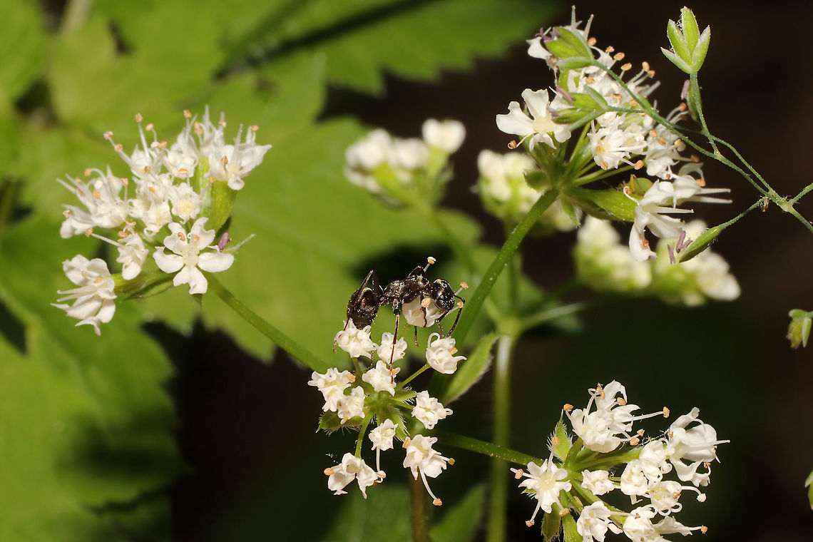 Aniseroot (Osmorhiza longistylis) On a mixed forest trail.<br />
 Geotagged,Osmorhiza longistylis,Spring,United States