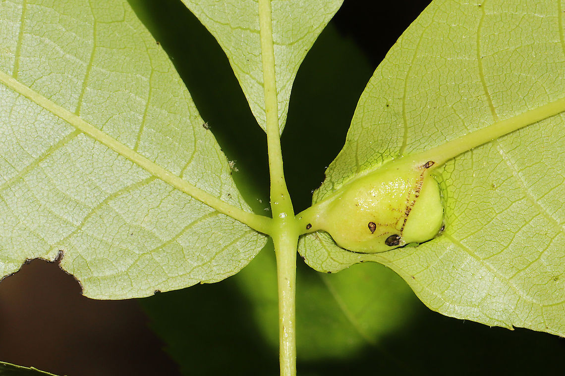 Phylloxera caryaecaulis? ID Tentative. Feel free to correct me!<br />
Gall found on a hickory plant at a mixed forest edge.<br />
<figure class="photo"><a href="https://www.jungledragon.com/image/115704/phylloxera_caryaecaulis.html" title="Phylloxera caryaecaulis?"><img src="https://s3.amazonaws.com/media.jungledragon.com/images/3231/115704_thumb.jpg?AWSAccessKeyId=05GMT0V3GWVNE7GGM1R2&Expires=1769040010&Signature=GCPnQztGqeL2Z87X4CgWvLwG%2FE0%3D" width="200" height="200" alt="Phylloxera caryaecaulis? ID Tentative. Feel free to correct me!<br />
Gall found on a hickory plant at a mixed forest edge.<br />
https://www.jungledragon.com/image/115703/phylloxera_caryaecaulis.html Geotagged,Phylloxera caryaecaulis,Spring,United States" /></a></figure> Geotagged,Phylloxera caryaecaulis,Spring,United States
