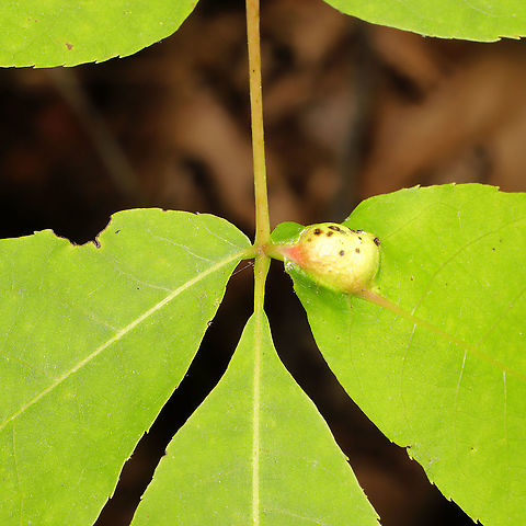 Phylloxera caryaecaulis? ID Tentative. Feel free to correct me!
Gall found on a hickory plant at a mixed forest edge.
https://www.jungledragon.com/image/115703/phylloxera_caryaecaulis.html Geotagged,Phylloxera caryaecaulis,Spring,United States