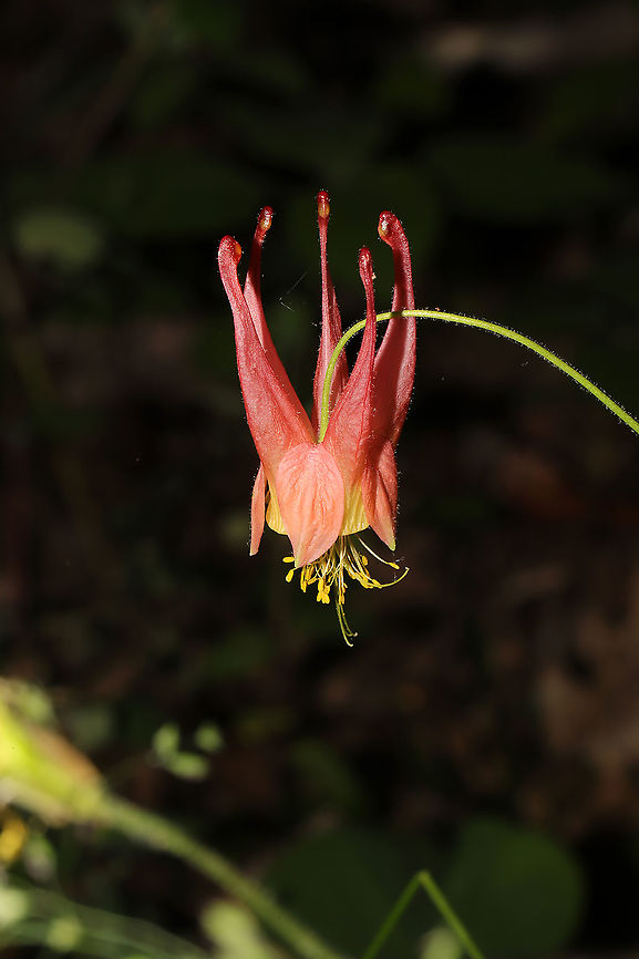Red Columbine (Aquilegia canadensis) On a forested trail.<br />
 Aquilegia canadensis,Eastern Columbine,Geotagged,Spring,United States