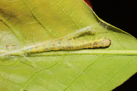 Unknown Caterpillar Leaf rolling caterpillar in an oak leaf. Could it be Archips semiferana?
 Geotagged,Spring,United States