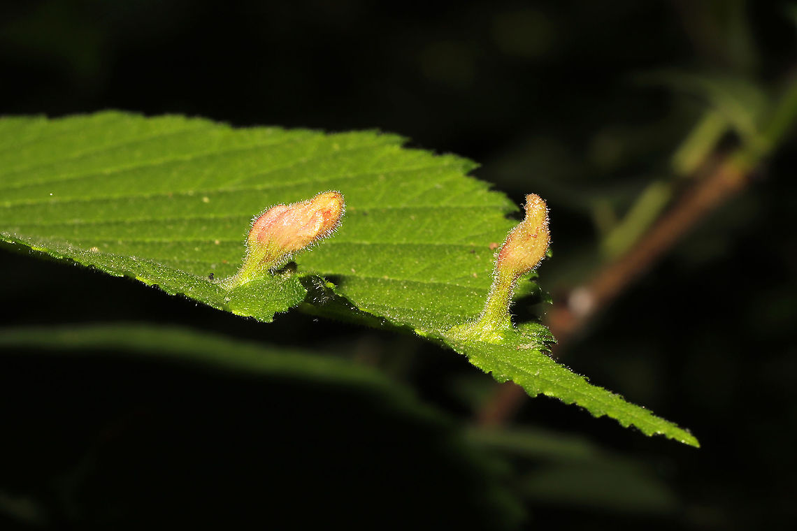 Elm Sack Gall Aphid (Tetraneura ulmi) Galls on elm leaves at a mixed forest edge.<br />
 Elm Sack Gall Aphid,Geotagged,Spring,Tetraneura ulmi,United States