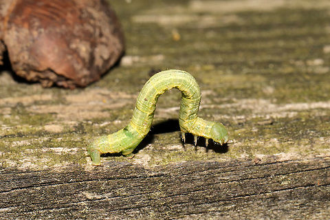 Geometrid Caterpillar On a wooded trail
 Geotagged,Spring,United States
