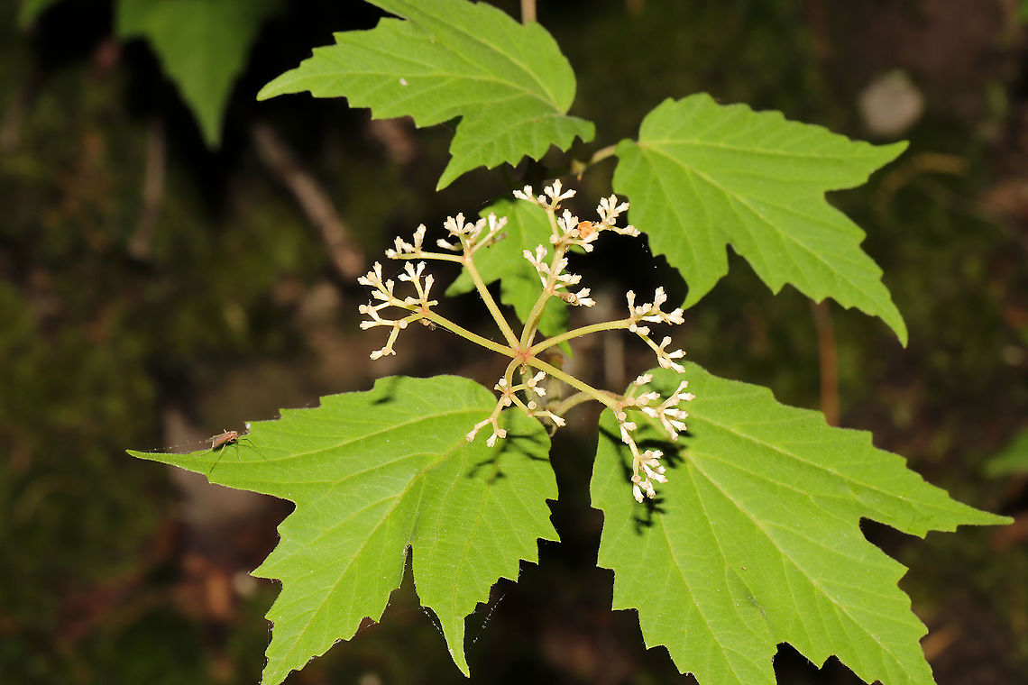 Maple-Leaf Viburnum (Viburnum acerifolium) On a mixed forest trail. Geotagged,Maple-leaf Viburnum,Spring,United States,Viburnum acerifolium