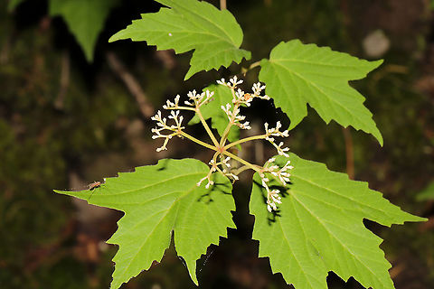 Maple-Leaf Viburnum (Viburnum acerifolium) On a mixed forest trail. Geotagged,Maple-leaf Viburnum,Spring,United States,Viburnum acerifolium