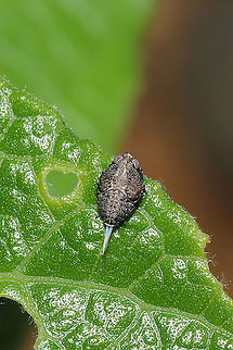 Thionia elliptica Nymph Tentative ID. Need to look into the possibility of  Thionia obrienae in my region as well.

At a disturbed mixed forest edge. On Calycanthus floridus. Geotagged,Spring,Thionia elliptica,United States