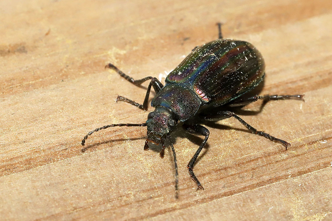 Rainbow Beetle (Tarpela micans) At a disturbed mixed forest edge.<br />
 Geotagged,Spring,Tarpela micans,United States