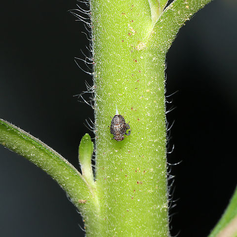 Thionia elliptica Nymph Tentative ID.

At a disturbed mixed forest edge.
 Geotagged,Spring,Thionia elliptica,United States