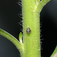 Thionia elliptica Nymph Tentative ID.<br />
<br />
At a disturbed mixed forest edge.<br />
 Geotagged,Spring,Thionia elliptica,United States