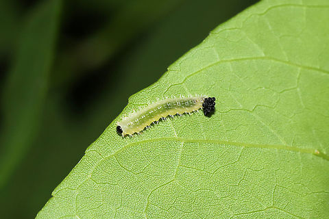 Eupareophora parca? ID Tentative. On an ash tree at a mixed forest edge.
 Eupareophora parca,Geotagged,Spiny Ash Sawfly,Spring,United States