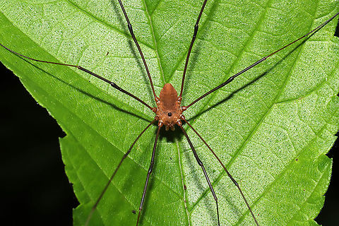 Leiobunum ventricosum Complex At a mixed forest edge.
https://www.jungledragon.com/image/115725/eastern_harvestman_leiobunum_vittatum.html
 Geotagged,Leiobunum ventricosum,Leiobunum vittatum,Spring,United States