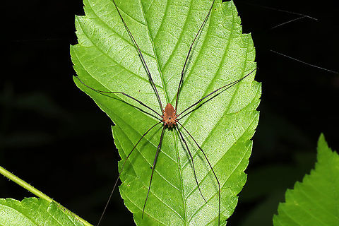 Leiobunum ventricosum Complex  At a mixed forest edge.
https://www.jungledragon.com/image/115724/eastern_harvestman_leiobunum_vittatum.html Geotagged,Leiobunum ventricosum,Leiobunum vittatum,Spring,United States