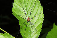 Leiobunum ventricosum Complex  At a mixed forest edge.<br />
https://www.jungledragon.com/image/115724/eastern_harvestman_leiobunum_vittatum.html Geotagged,Leiobunum ventricosum,Leiobunum vittatum,Spring,United States