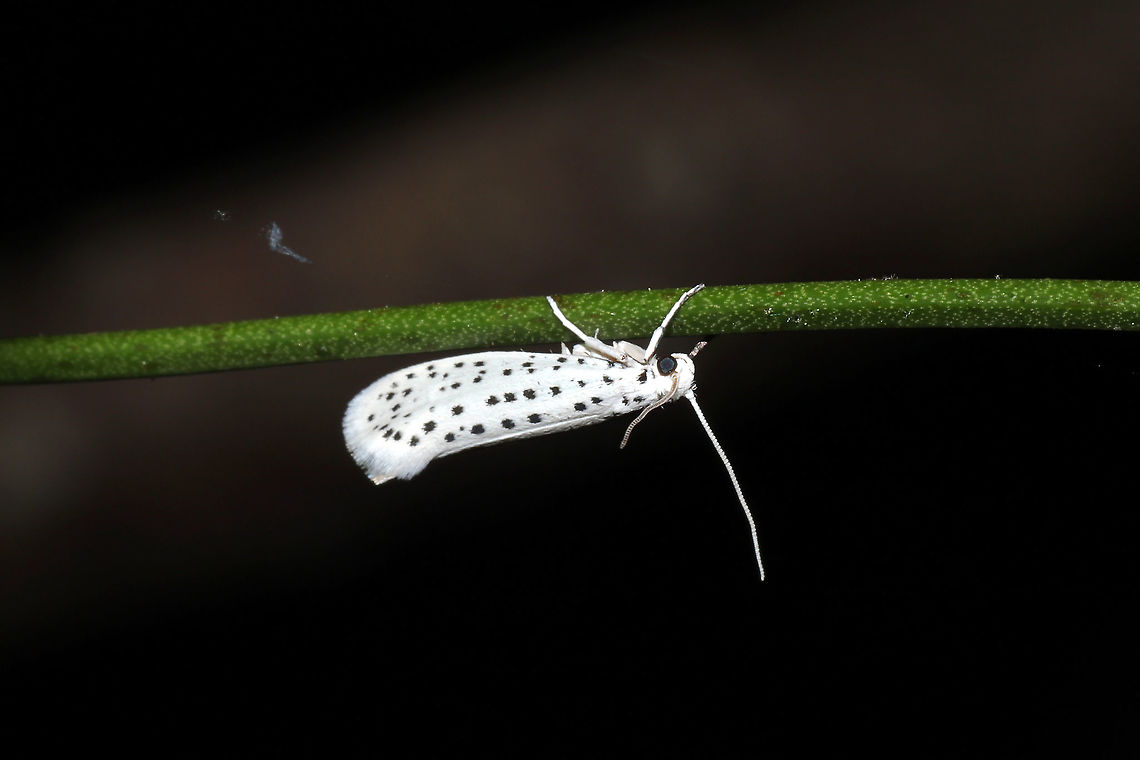American Ermine Moth (Yponomeuta multipunctella) On a Smilax sp. vine at a mixed forest edge.<br />
<figure class="photo"><a href="https://www.jungledragon.com/image/115727/american_ermine_moth_yponomeuta_multipunctella.html" title="American Ermine Moth (Yponomeuta multipunctella)"><img src="https://s3.amazonaws.com/media.jungledragon.com/images/3231/115727_thumb.jpg?AWSAccessKeyId=05GMT0V3GWVNE7GGM1R2&Expires=1759968010&Signature=Spe7LCi6N3UrcoIY%2FhD2nruZtf0%3D" width="200" height="200" alt="American Ermine Moth (Yponomeuta multipunctella) On a Smilax sp. vine at a mixed forest edge.<br />
https://www.jungledragon.com/image/115726/american_ermine_moth_yponomeuta_multipunctella.html American Ermine Moth,Geotagged,Spring,United States,Yponomeuta multipunctella" /></a></figure> American Ermine Moth,Geotagged,Spring,United States,Yponomeuta multipunctella
