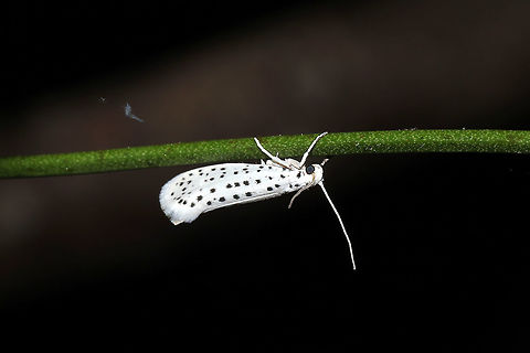 American Ermine Moth (Yponomeuta multipunctella) On a Smilax sp. vine at a mixed forest edge.
https://www.jungledragon.com/image/115727/american_ermine_moth_yponomeuta_multipunctella.html American Ermine Moth,Geotagged,Spring,United States,Yponomeuta multipunctella