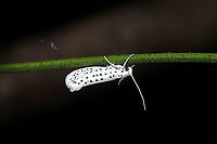 American Ermine Moth (Yponomeuta multipunctella) On a Smilax sp. vine at a mixed forest edge.<br />
https://www.jungledragon.com/image/115727/american_ermine_moth_yponomeuta_multipunctella.html American Ermine Moth,Geotagged,Spring,United States,Yponomeuta multipunctella