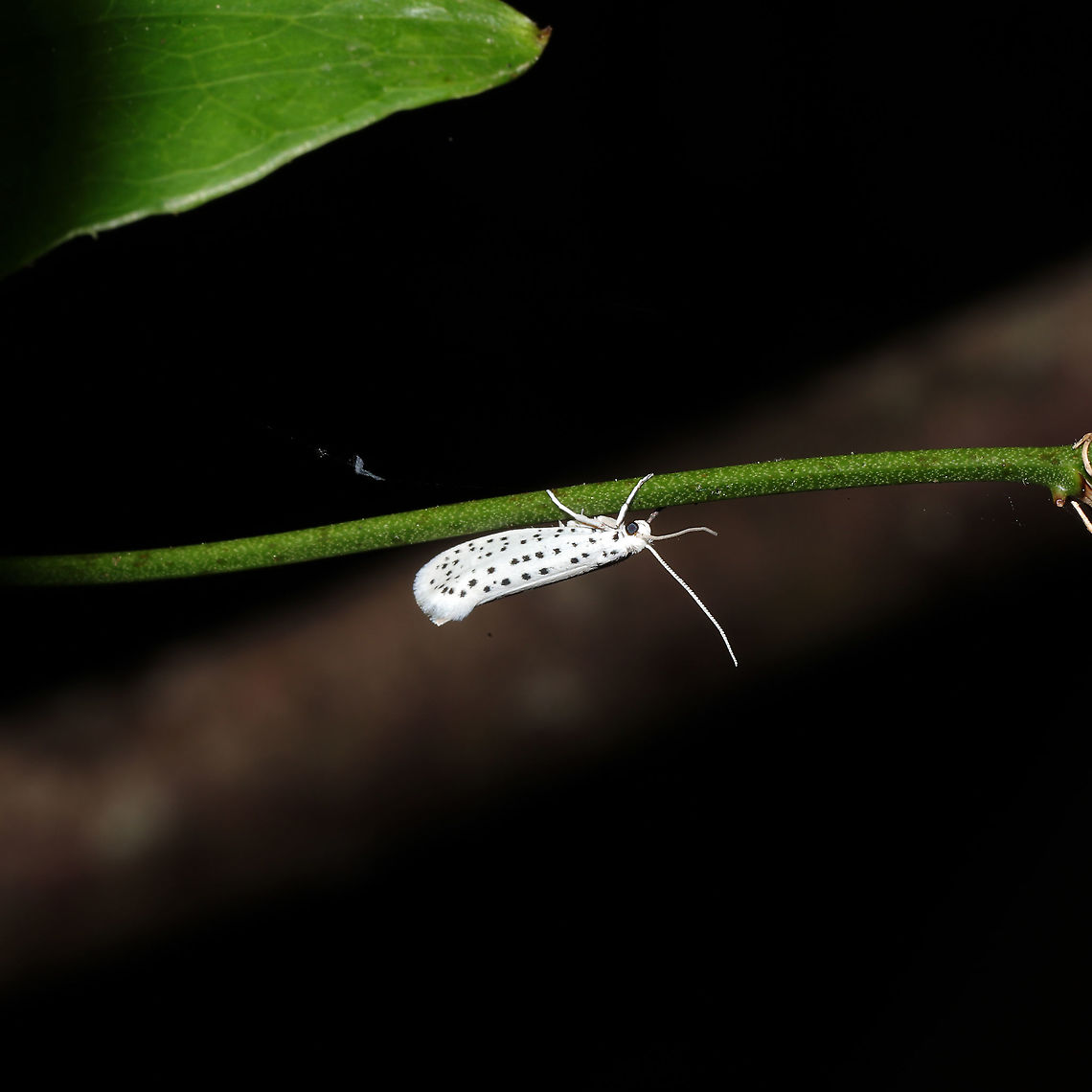 American Ermine Moth (Yponomeuta multipunctella) On a Smilax sp. vine at a mixed forest edge.<br />
<figure class="photo"><a href="https://www.jungledragon.com/image/115726/american_ermine_moth_yponomeuta_multipunctella.html" title="American Ermine Moth (Yponomeuta multipunctella)"><img src="https://s3.amazonaws.com/media.jungledragon.com/images/3231/115726_thumb.jpg?AWSAccessKeyId=05GMT0V3GWVNE7GGM1R2&Expires=1759968010&Signature=fStyhudW8JAG1dIYHVAfCW225bc%3D" width="200" height="134" alt="American Ermine Moth (Yponomeuta multipunctella) On a Smilax sp. vine at a mixed forest edge.<br />
https://www.jungledragon.com/image/115727/american_ermine_moth_yponomeuta_multipunctella.html American Ermine Moth,Geotagged,Spring,United States,Yponomeuta multipunctella" /></a></figure> American Ermine Moth,Geotagged,Spring,United States,Yponomeuta multipunctella