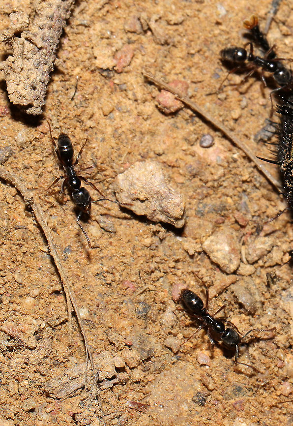 Asian Needle Ants (Brachyponera chinensis) Introduced species.<br />
<br />
Ants feasting on a dead Tachinid fly at a mixed forest edge.  Brachyponera chinensis,Geotagged,Spring,United States