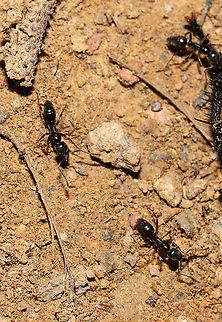 Asian Needle Ants (Brachyponera chinensis) Introduced species.

Ants feasting on a dead Tachinid fly at a mixed forest edge.  Brachyponera chinensis,Geotagged,Spring,United States