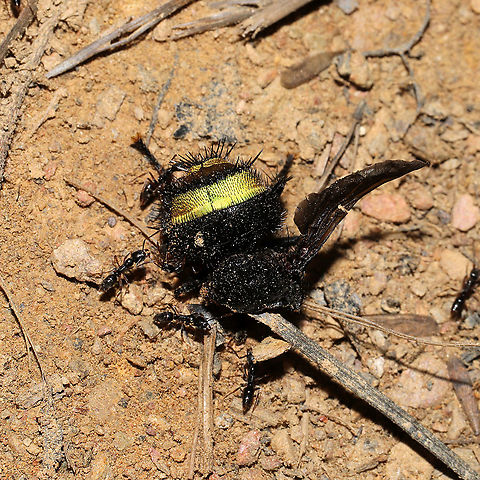 Belvosia sp. Asian Needle Ants (Brachyponera chinensis) feasting on a dead Tachinid fly at a mixed forest edge. Geotagged,United States