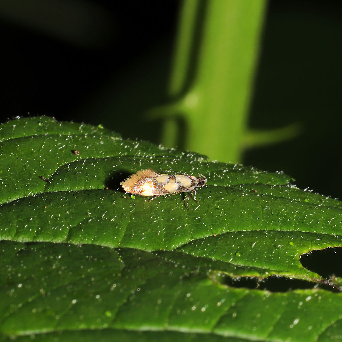 Reticulated Decantha Moth (Decantha boreasella) On Rubus allegheniensis at a mixed forest edge.<br />
<figure class="photo"><a href="https://www.jungledragon.com/image/115778/reticulated_decantha_moth_decantha_boreasella.html" title="Reticulated Decantha Moth (Decantha boreasella)"><img src="https://s3.amazonaws.com/media.jungledragon.com/images/3231/115778_thumb.jpg?AWSAccessKeyId=05GMT0V3GWVNE7GGM1R2&Expires=1767225610&Signature=RVdERjzIRovLR9Uw19idTKNGW2k%3D" width="200" height="128" alt="Reticulated Decantha Moth (Decantha boreasella) On Rubus allegheniensis at a mixed forest edge.<br />
https://www.jungledragon.com/image/115777/reticulated_decantha_moth_decantha_boreasella.html Decantha boreasella,Geotagged,Reticulated Decantha Moth,Spring,United States" /></a></figure> Decantha boreasella,Geotagged,Reticulated Decantha Moth,Spring,United States