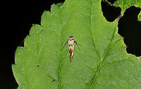 Reticulated Decantha Moth (Decantha boreasella) On Rubus allegheniensis at a mixed forest edge.<br />
https://www.jungledragon.com/image/115777/reticulated_decantha_moth_decantha_boreasella.html Decantha boreasella,Geotagged,Reticulated Decantha Moth,Spring,United States