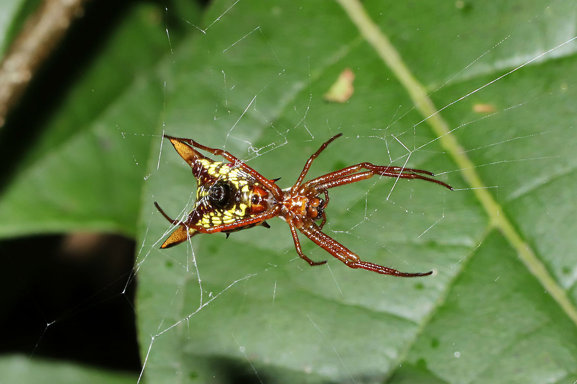 Arrow-shaped Orbweaver (Micrathena sagittata) On a forested trail.<br />
 Geotagged,Micrathena sagittata,Summer,United States