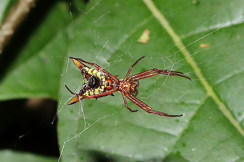 Arrow-shaped Orbweaver (Micrathena sagittata) On a forested trail.
 Geotagged,Micrathena sagittata,Summer,United States