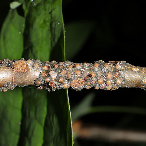 Tulip Tree Scale (Toumeyella liriodendri) Scale insects on a young tulip poplar tree.
 Geotagged,Spring,Toumeyella liriodendri,Tulip Tree Scale,United States