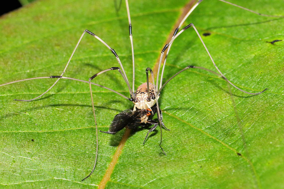 Leiobunum sp. Preying on a Dance Fly (Rhamphomyia sp.) A gory scene at a mixed forest edge.<br />
<figure class="photo"><a href="https://www.jungledragon.com/image/115795/leiobunum_sp._preying_on_a_dance_fly_rhamphomyia_sp.html" title="Leiobunum sp. Preying on a Dance Fly (Rhamphomyia sp.)"><img src="https://s3.amazonaws.com/media.jungledragon.com/images/3231/115795_thumb.jpg?AWSAccessKeyId=05GMT0V3GWVNE7GGM1R2&Expires=1759968010&Signature=PdxxGhk9tNu%2FQcmlJHEemvBmaG4%3D" width="200" height="134" alt="Leiobunum sp. Preying on a Dance Fly (Rhamphomyia sp.) A gory scene at a mixed forest edge. <br />
https://www.jungledragon.com/image/115794/leiobunum_sp._preying_on_a_dance_fly_rhamphomyia_sp.html Geotagged,Spring,United States" /></a></figure> Geotagged,Spring,United States